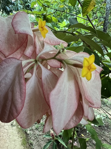 Mussaenda philippica observed 2026-10-21
