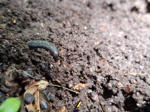 Arion hortensis observed 2026-10-20