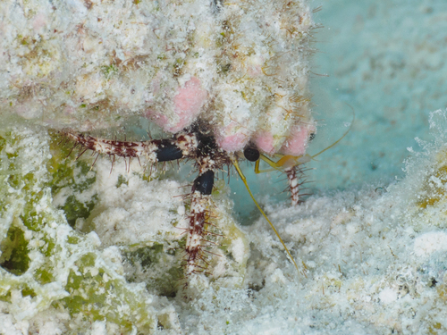 Dardanus lagopodes observed 2026-10-17