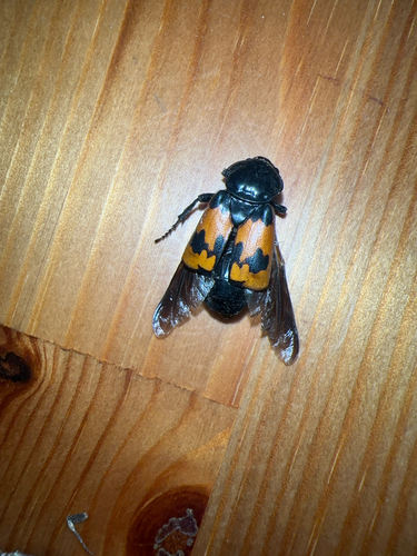 Margined Sexton Beetle