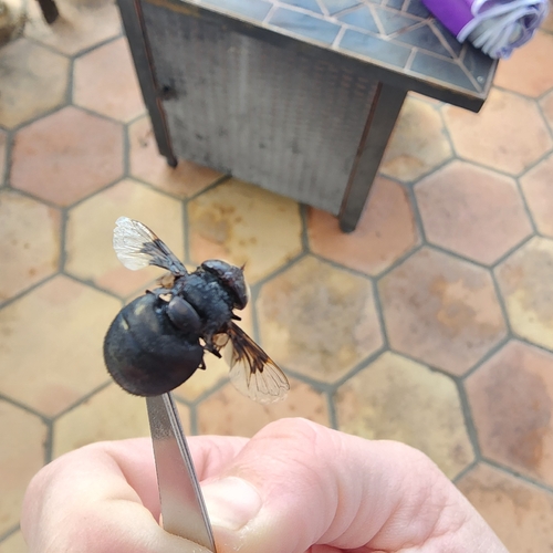 Mexican Cactus Fly