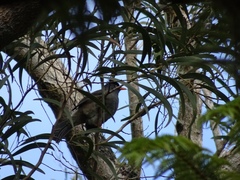Hypsipetes borbonicus