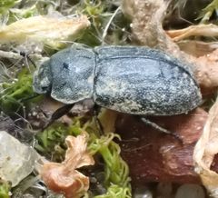 Melanimon tibiale
