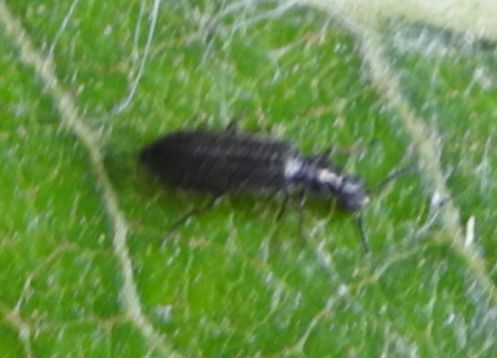 Dasytes plumbeus