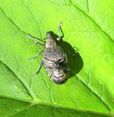 Liophloeus tessulatus