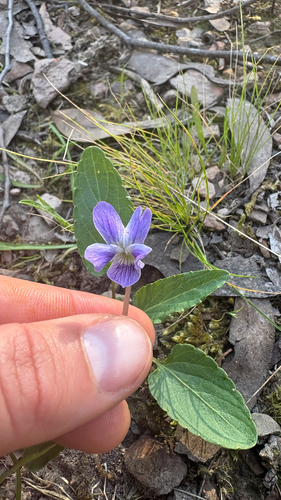 Viola betonicifolia, 2026-10-19