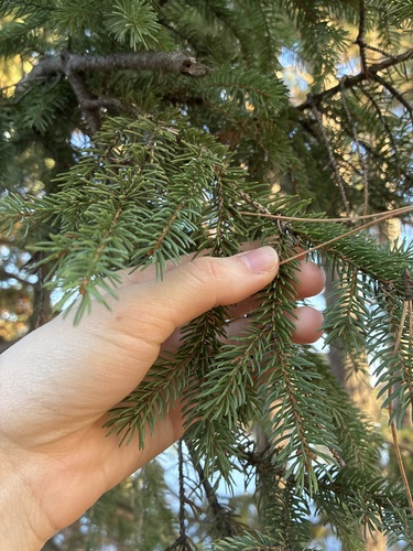 Picea mariana observed 2026-10-21