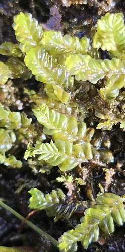 Plagiochila porelloides, 2026-10-21