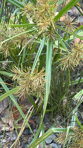 Cyperus odoratus observed 2026-10-21