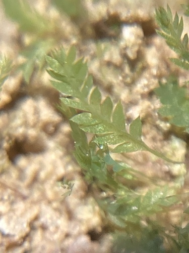 Schistostega pennata observed 2026-10-21