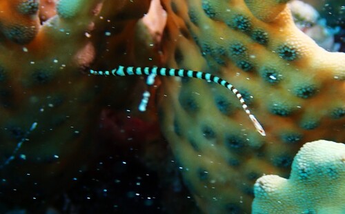 Dunckerocampus dactyliophorus observed 2026-10-16