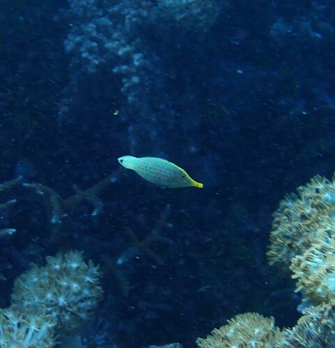 Oxymonacanthus longirostris observed 2026-10-16