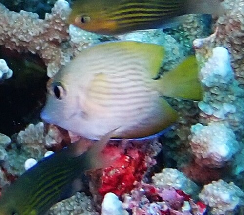 Ctenochaetus cyanocheilus observed 2026-10-16