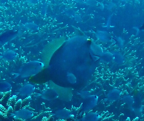 Cantherhines dumerilii observed 2026-10-16