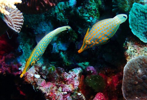 Oxymonacanthus longirostris observed 2026-10-16