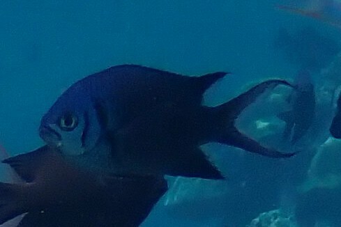 Chromis xanthura observed 2026-10-16