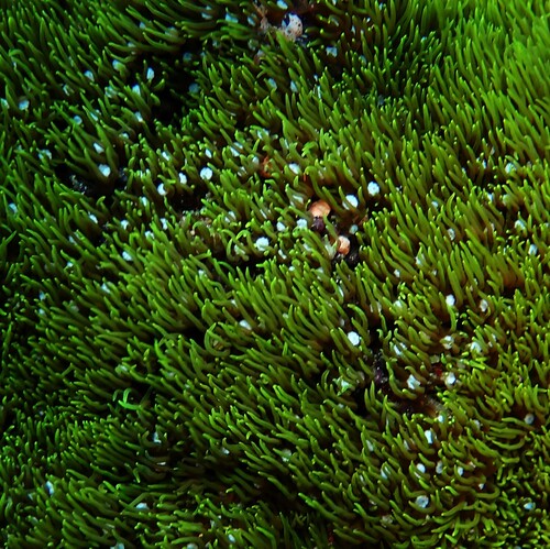 Briareum violaceum observed 2026-10-16