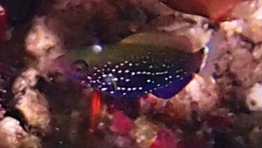Scarus niger observed 2026-10-16