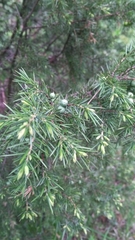 Juniperus communis