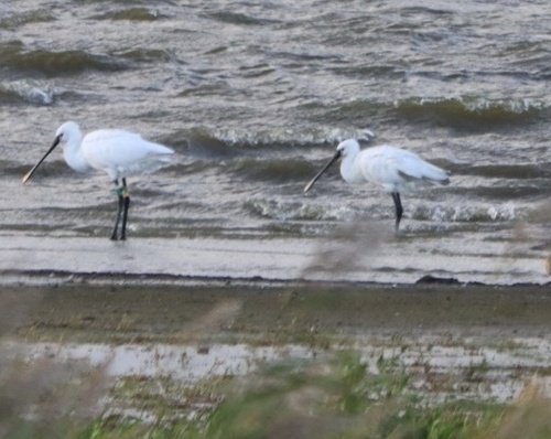 iNaturalist image