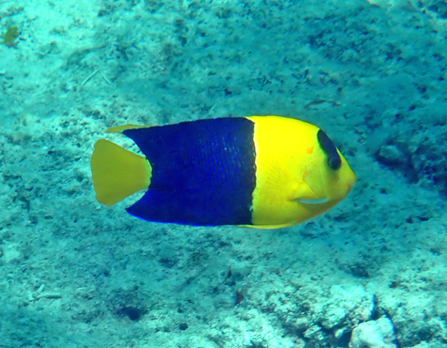 Centropyge bicolor observed 2026-10-19
