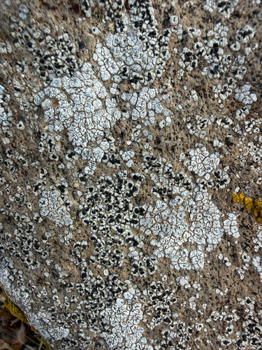 Buellia dispersa