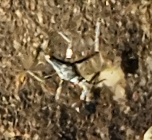 Rhagovelia observed 2026-10-21