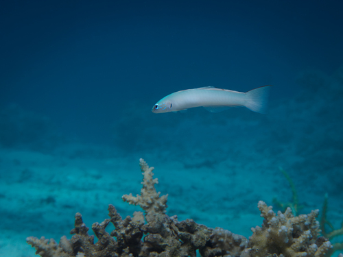 Ptereleotris microlepis observed 2026-10-17