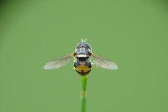 Paragus yerburiensis