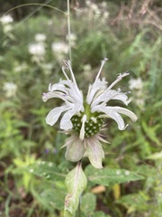 Monarda stipitatoglandulosa
