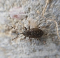 Notaris acridulus