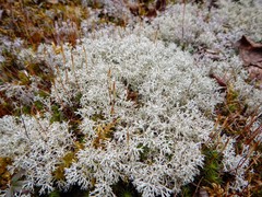 Cladonia arbuscula mitis