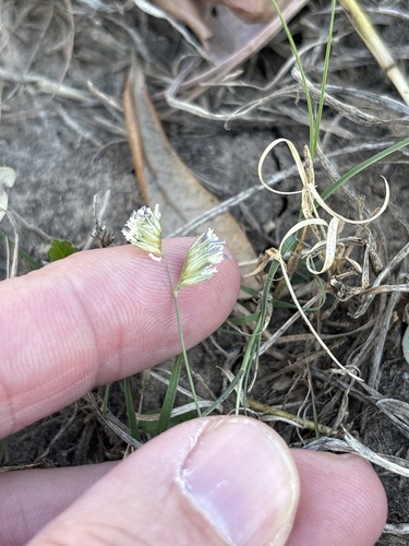 Bouteloua dactyloides observed 2026-10-21