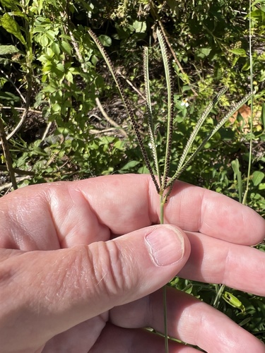 Eustachys petraea observed 2026-10-21