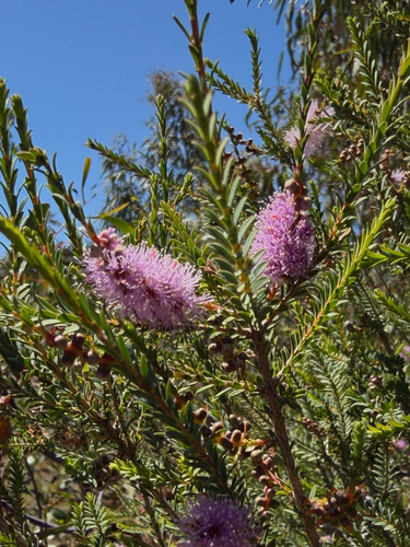 Melaleuca decussata observed 2026-10-21