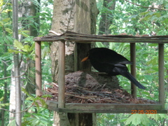 Turdus merula