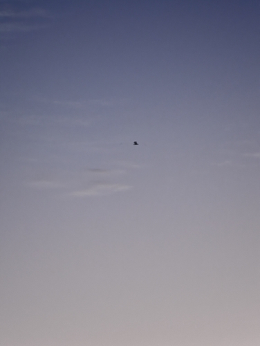 Aeorestes cinereus observed 2026-10-20