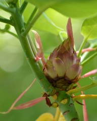 Rhododendron serotinum
