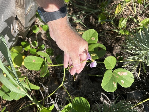 Canavalia rosea observed 2026-10-21
