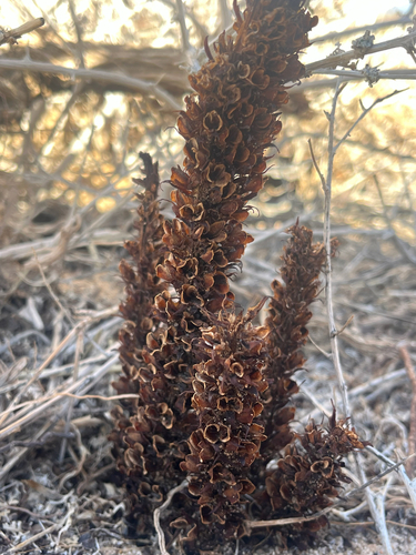 desert broomrape