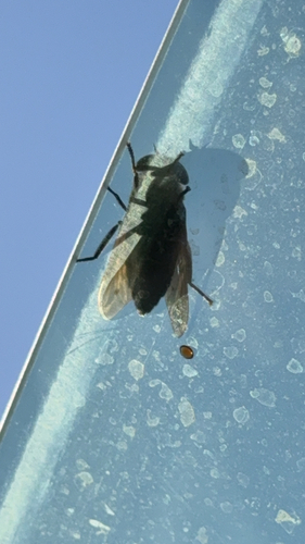 Western Black Horse Fly