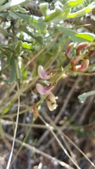 Astragalus ceramicus