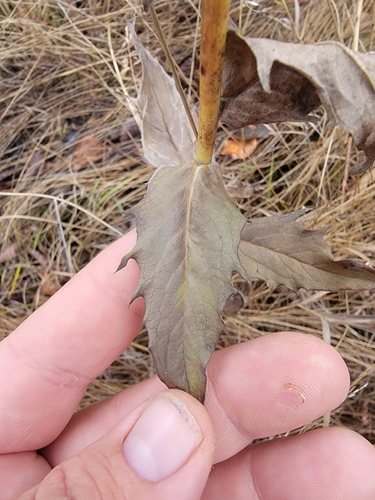 Hieracium umbellatum observed 2026-10-21