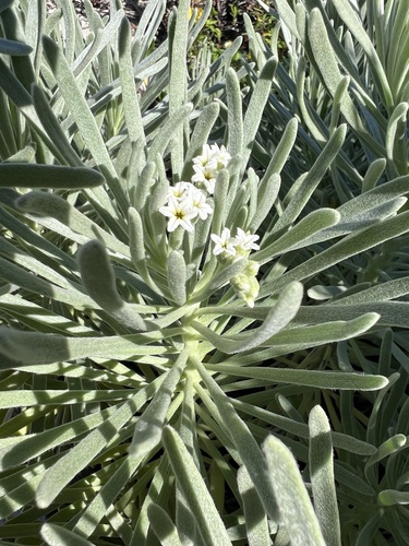 Tournefortia gnaphalodes observed 2026-10-21