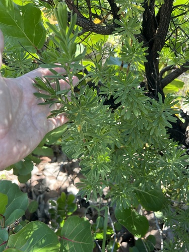 Suriana maritima observed 2026-10-21