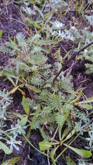 Acaena pinnatifida californica