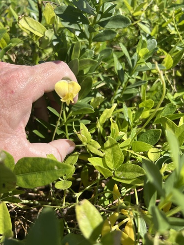 Vigna luteola observed 2026-10-21