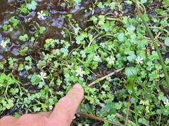 Ranunculus omiophyllus