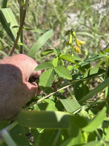 Crotalaria incana observed 2026-10-21