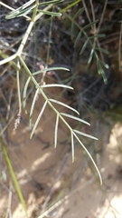 Astragalus ceramicus